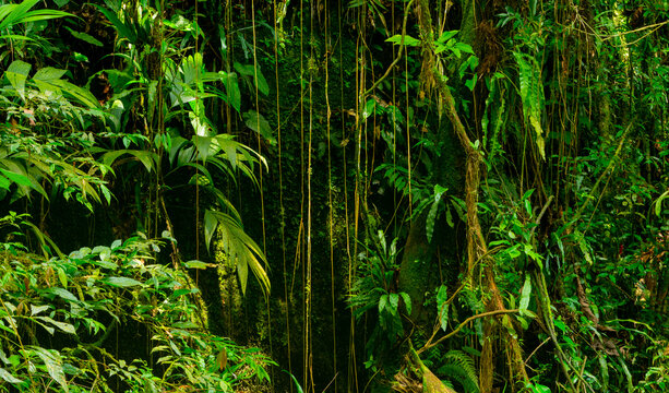 green jungle landscape in brazil