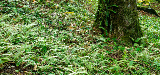 green grass and fern in the forest