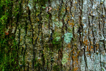 tree bark texture