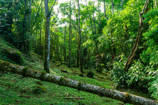 trees in the forest in the morning