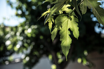 
Mulberry leaves slightly illuminated by the sun streaming through a hole in the foliage