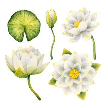The flowers are white water Lily, Bud, leaf. Set of watercolor illustrations isolated on a white background. The delicate Lotus. Stock image. Plant elements for decoration, design, stickers