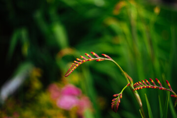 butterfly on a flower