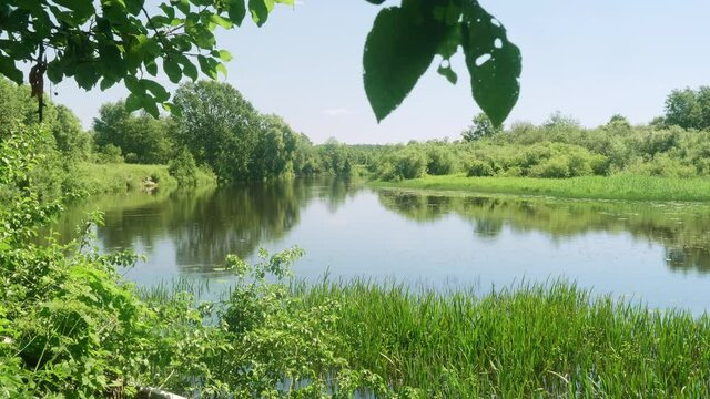 View of river Velikaya among trees of forest in sunny summer day.