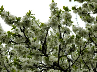 Spring flowers on trees close up