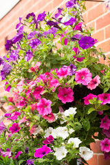 Hanging Basket full of colourful petunia flowers in full bloom against a red brick wall