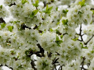 Spring flowers on trees close up