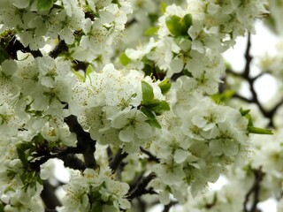 Spring flowers on trees close up