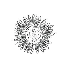 Outline decorative garden sunflower, vector hand draw illustration, coloring page for design and creativity