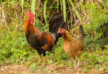 Wild chickens on the island of Kauai, Hawaii.