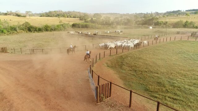 Herd of cattle being transported by cowboys on horseback from one pasture to another. Cattle feedlot farm in the Brazilian midwest. Livestock of beef cattle.