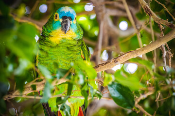 Green and yellow parrot on top of tree branch.