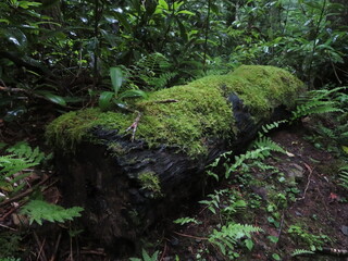 Fallen Log