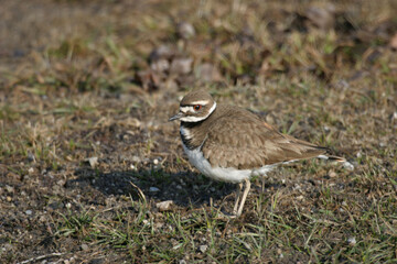 Killdeer, Charadrius vociferus, relaxed