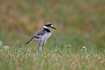 Killdeer, Charadrius vociferus, a chick