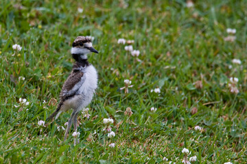 Killdeer, Charadrius vociferus, view of chick