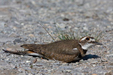 Killdeer, Charadrius vociferus, alert