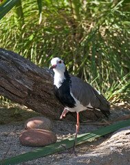 Vertical of Long-toed Lapwing, Vanellus crassirostris