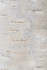 Birch background