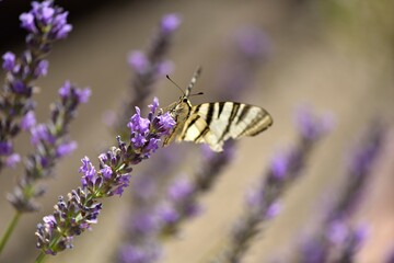 Papillon sur lavande