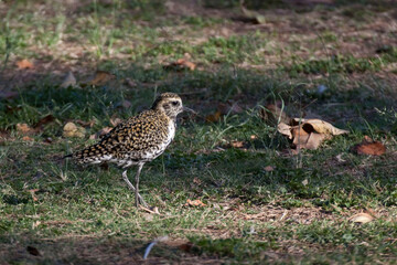 Pacific Golden Plover, Pluvialis fulva, relaxed