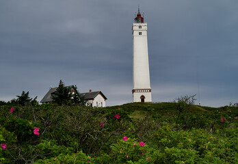 the historic lighthouse blåvandshukfyr (Denmark) against dramatic dark grey sky caused by an upcoming thunderstorm, bushes of wild roses can be seen in foreground