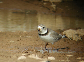 Piping Plover, Charadrius melodus, by pond