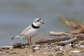 Piping Plover, Charadrius melodus, alert