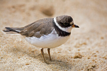 Semipalmated Plover, Charadrius semipalmatus, close up