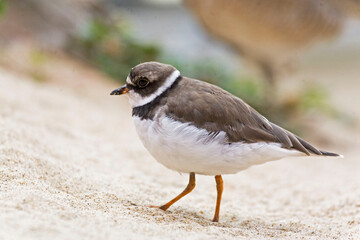 Semipalmated Plover, Charadrius semipalmatus, close view