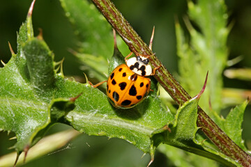 coccinella gialla dalle molte macchie (Harmonia axyridis)