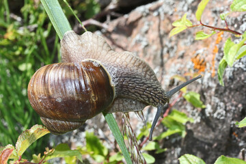 acrobazie da chiocciola (Helix pomatia)