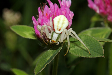 ragno cacciatore in agguato (Misumena vatia)