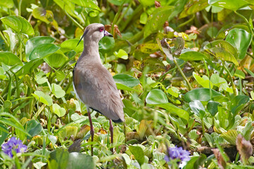 Southern Lapwing, Vanellus chilensis, view in wetlands vegetation