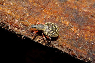 curculionide corazzato (Otiorhynchus coecus)