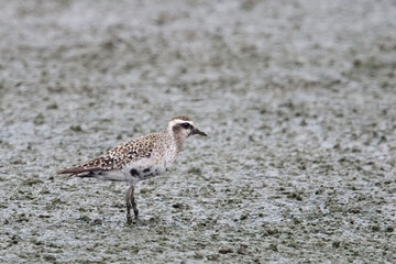 American Golden Plover, Pluvialis dominica, in muddy field