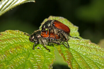 piccole cetonie (Phyllopertha horticola) in accoppiamento