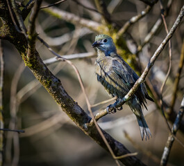 A wet  juvenile blue grey tananger, hides in the bushes to dry