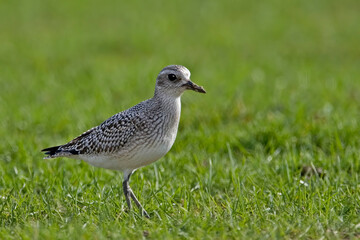 Black-bellied Plover, Pluvialis squatarola, close up