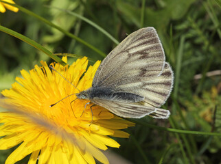 cavolaia di montagna (Pieris bryoniae)