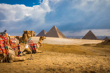 A pair of colorful blanketed camels rest before their next riders at the Giza Pyramids - obrazy, fototapety, plakaty