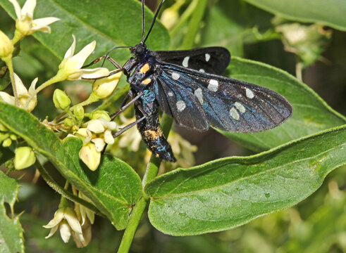 farfalla di velluto blu (Zygaena ephialtes)