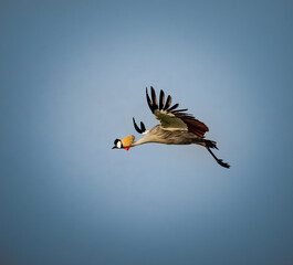 AFrican grey crowned crane flies through the sky