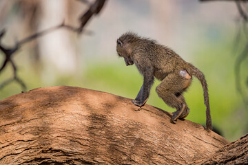 Baby baboon practicing his balance on the tree limb