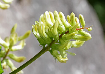 grappolo di fiori gialli di astragalo (Astragalus glycphyllos)