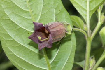 fiore rossiccio di belladonna (Atropa bella-donna)
