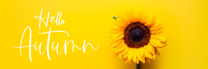 Hello Autumn text with Yellow Sunflower Bouquet on bright Yellow Background, Autumn Concept, Top View, Space for Text, banner size