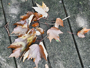 Bronze Autumn Leaf Background on Striped Deck 