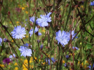 Blue wild chicory