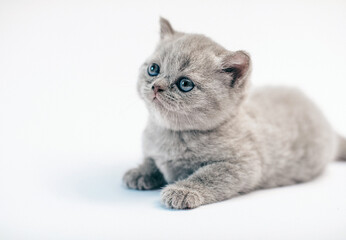 kitten on white background